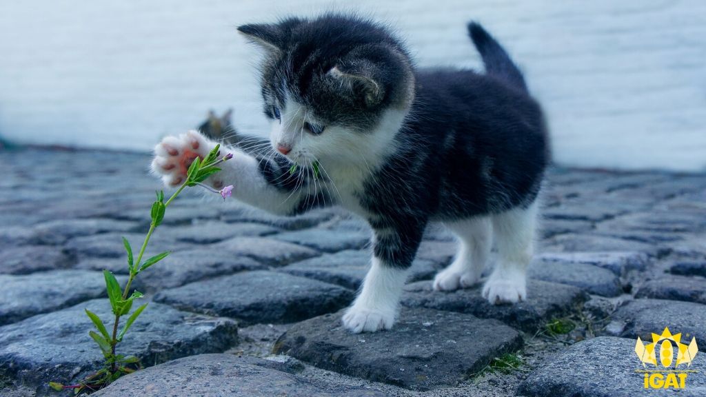 contatto igat scuola psicoterapia analisi gatto cat